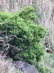 Hypericum canariense