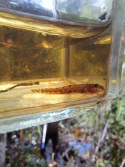 Kottelatlimia pristes