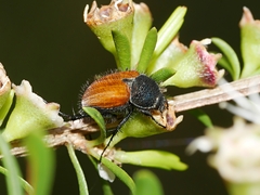 Phyllotocus rufipennis