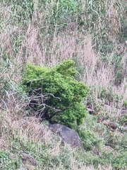 Hypericum canariense