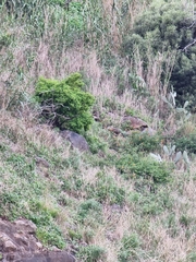 Hypericum canariense