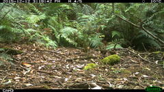 Pycnoptilus floccosus