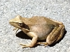 Rana longicrus