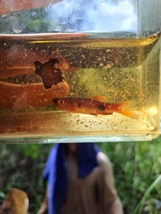 Rasbora kalochroma