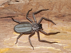 Morebilus plagusius