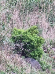Hypericum canariense