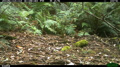 Pycnoptilus floccosus