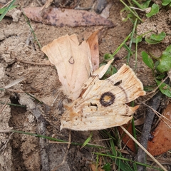 Opodiphthera eucalypti