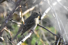 Emberiza