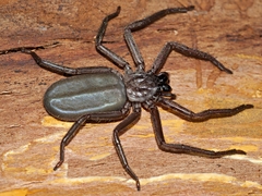 Morebilus plagusius