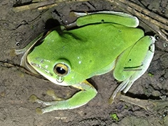 Zhangixalus taipeianus