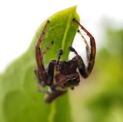 Opisthoncus quadratarius
