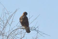 Buteo japonicus