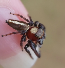 Opisthoncus quadratarius