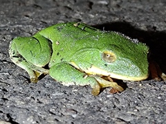 Zhangixalus taipeianus