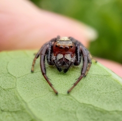 Opisthoncus quadratarius