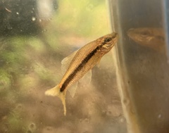 Osteochilus waandersii
