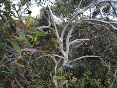 Eucalyptus arenacea