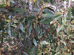 Eucalyptus arenacea
