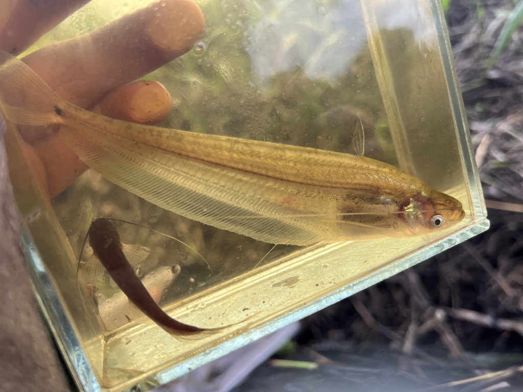 Ompok rhadinurus