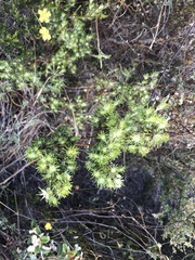 Phyllota pleurandroides