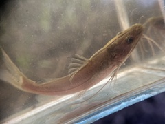 Hemibagrus capitulum