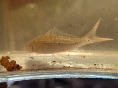 Thinlip barb (Labiobarbus leptocheilus) — Cyprinidae — 5