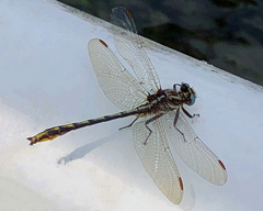 Phanogomphus exilis