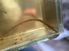 Doryichthys martensii