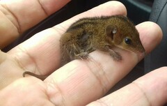 Monodelphis americana