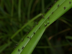 Parapalaeosepsis plebeia