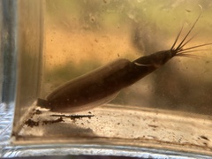 Slender Walking Catfish photo 2