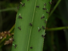 Parapalaeosepsis plebeia
