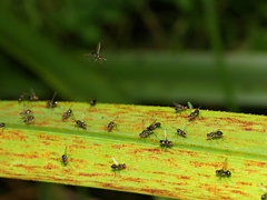 Parapalaeosepsis plebeia