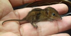 Monodelphis americana