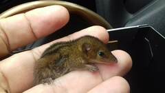 Monodelphis americana