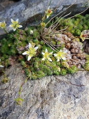 Saxifraga bryoides