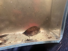 Sphaerichthys osphromenoides