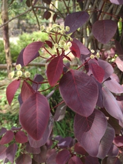 Euphorbia cotinifolia