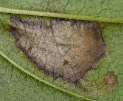 Stigmella rhamnicola