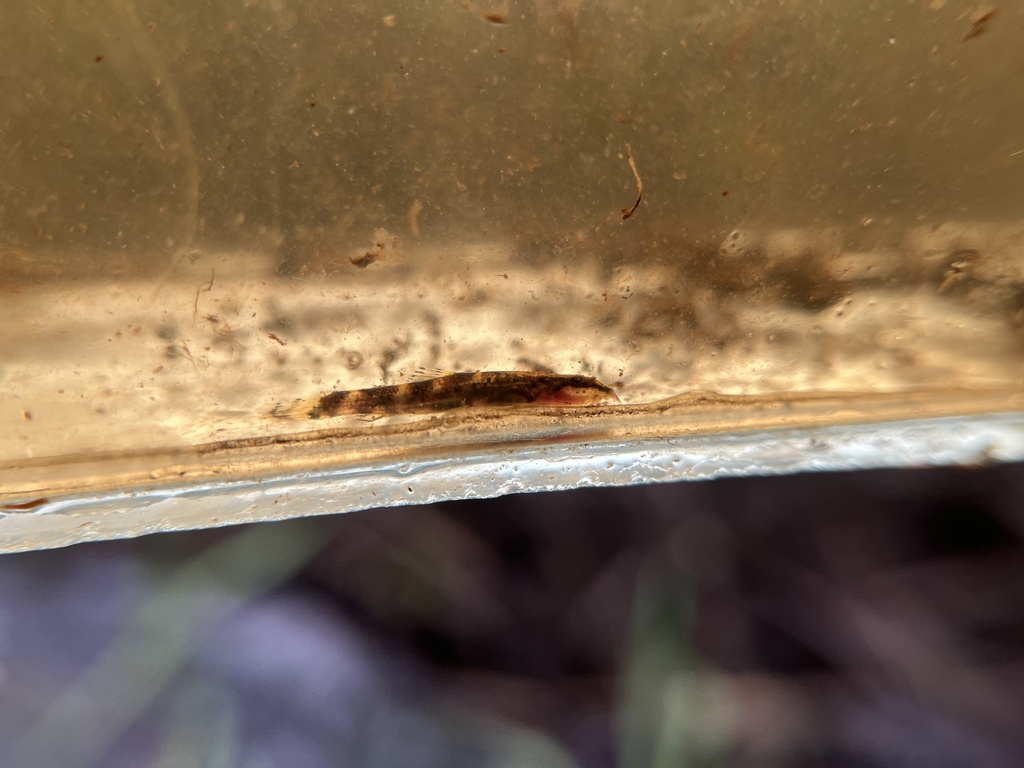 Neohomaloptera johorensis
