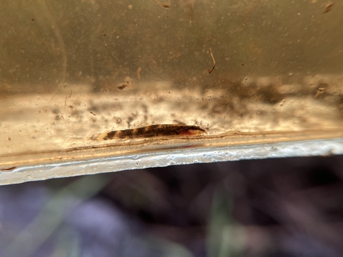 Neohomaloptera johorensis