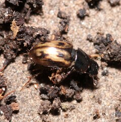 Chilothorax