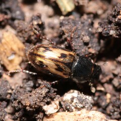 Chilothorax