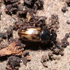 Chilothorax