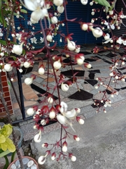 Clerodendrum schmidtii