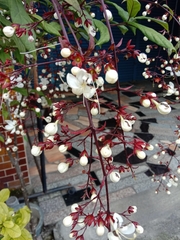 Clerodendrum schmidtii