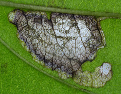 Stigmella rhamnicola