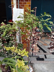 Clerodendrum schmidtii