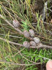 Allocasuarina paludosa